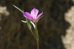 Clarkia gracilis