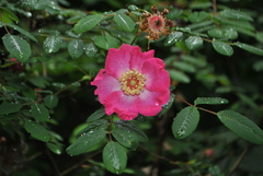 Rosa moyesii