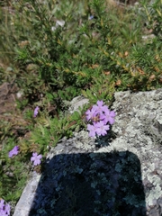 Glandularia mendocina