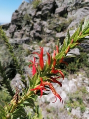 Siphocampylus foliosus