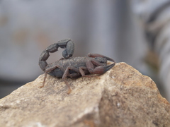 Tityus macrochirus