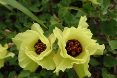 Cienfuegosia drummondii