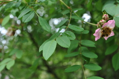Rosa moyesii