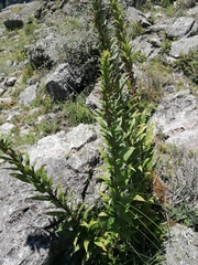 Siphocampylus foliosus