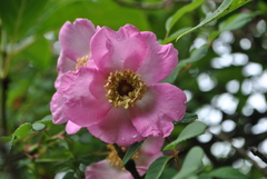 Rosa moyesii