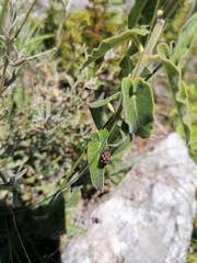 Isozulia christenseni