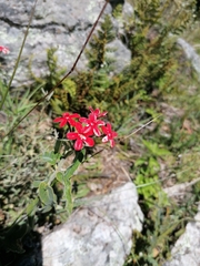 Oxypetalum coccineum