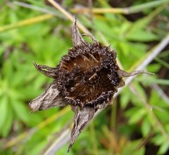 Osmitopsis osmitoides