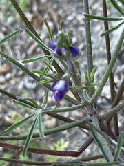 Lupinus angustifolius