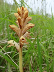 Orobanche caryophyllacea