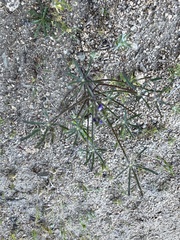 Lupinus angustifolius