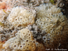 Aplidium turbinatum