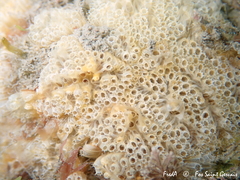 Aplidium turbinatum