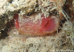 Ascidia mentula