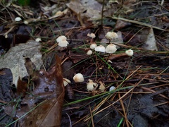 Marasmius bellipes
