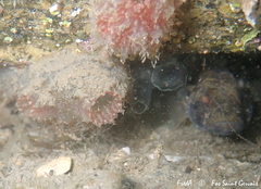 Ascidiella aspersa