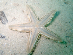 Astropecten platyacanthus