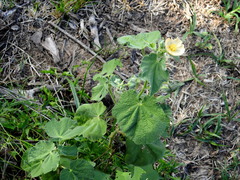 Callianthe pauciflora