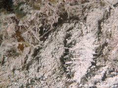 Flabelligera affinis