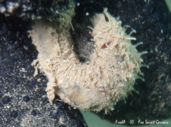 Flabelligera affinis