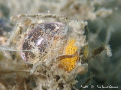 Haminoea exigua