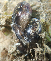 Haminoea exigua