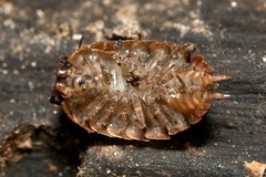 Protracheoniscus politus