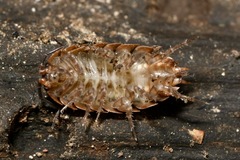 Protracheoniscus politus