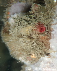 Microcosmus polymorphus