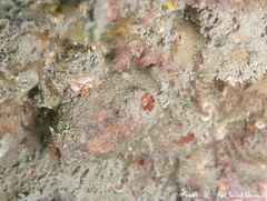 Microcosmus squamiger