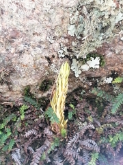 Phlegmariurus saururus