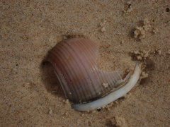 Semicassis bisulcata