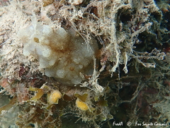 Phallusia mammillata