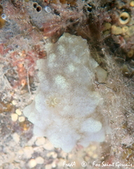 Phallusia mammillata