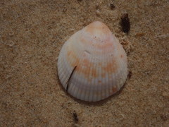 Acrosterigma kerslakae