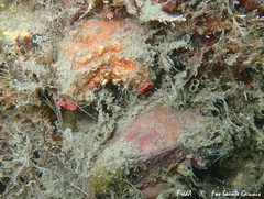 Pyura dura