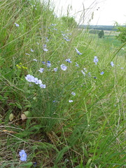 Linum austriacum