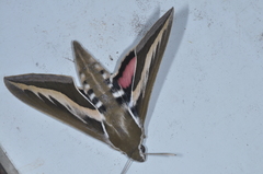 Hyles euphorbiarum