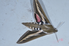 Hyles euphorbiarum
