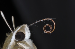 Hyles euphorbiarum