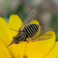 Parageron gratus