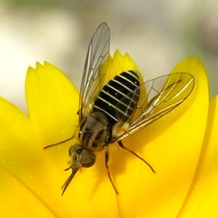 Parageron gratus