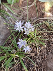Scilla verna