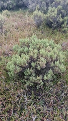 Tecticornia arbuscula