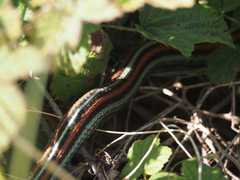 Thamnophis sirtalis tetrataenia