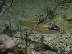 Ostorhinchus cavitensis