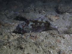 Centrogenys vaigiensis