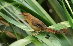 Limnoctites sulphuriferus