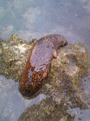 Apostichopus parvimensis