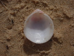 Acrosterigma kerslakae